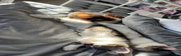 Mixed Breed cats for sale: Three Kittens for sale in Bath - Advert 17