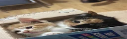 Mixed Breed cats for sale: Beautiful kittens for sale in Smethwick - Advert 7