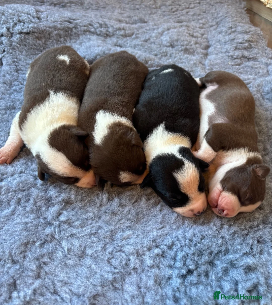 Border Collie dogs for sale: Full Breed Border Collie Puppies in Congleton - Advert 2