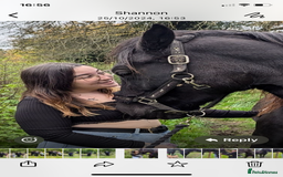 Welsh Section D horses for sale: Welsh sec D mare 14.2 project  - Image 2