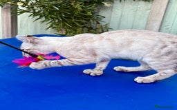 Keetso cats for sale: Wild looking polydactyl curled eared snow leopard  - Image 14
