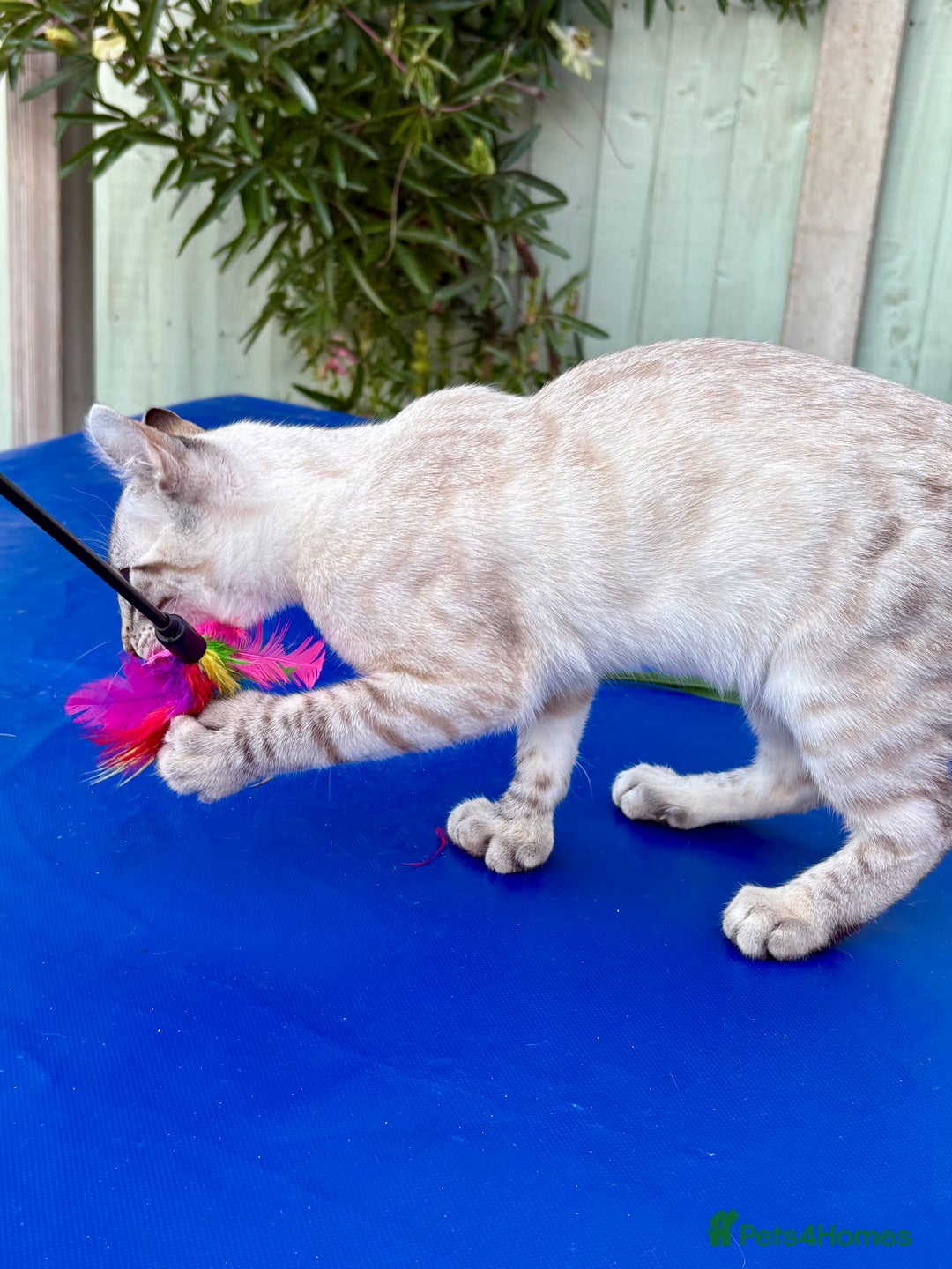 Keetso cats for sale: Wild looking polydactyl curled eared snow leopard  - Image 14