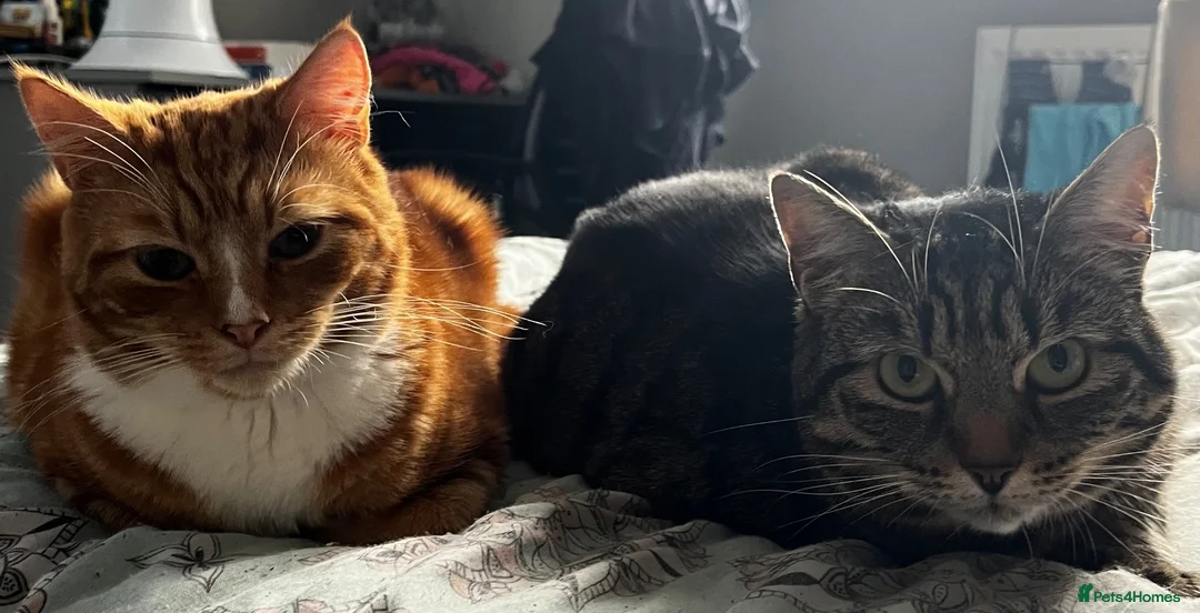 Mixed Breed cats for sale: 3 year old Male cat - Advert 1