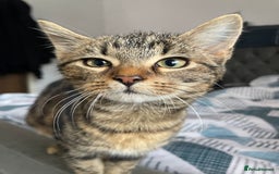 Bombay cats for sale: Adorable 3 Healthy kittens ready for new homes - Image 7