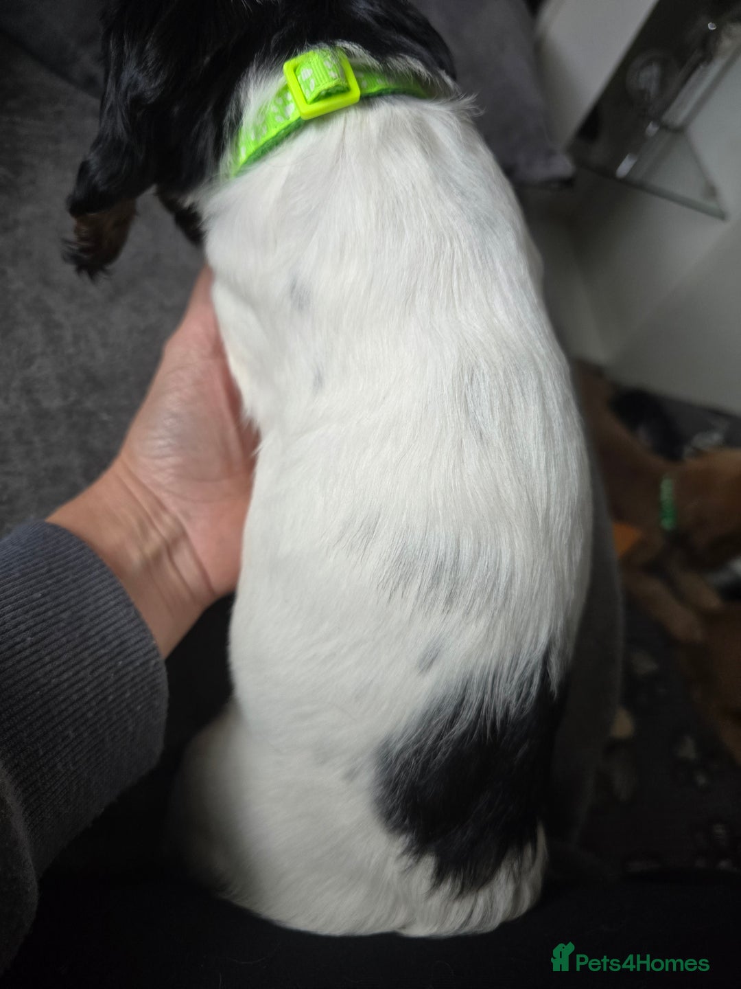 Cocker Spaniel dogs for sale: Last female Pedigree working cocker puppy - Image 3