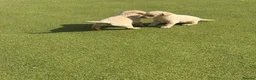 Labrador Retriever dogs for sale: Labrador puppys - Advert 3