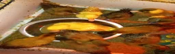 Ducks poultry for sale: Adorable Caki Campbell and Cherry valley Ducklings - Advert 3