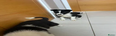 Border Collie Puppy 1