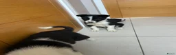 Border Collie dogs for sale: Border collies for sale in Denbigh - Advert 4