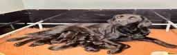 Labrador Retriever dogs for sale: KC Reg, Health Tested Girls - Advert 9