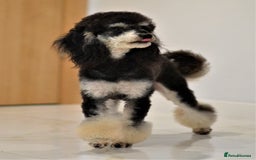 Miniature Poodle dogs for sale: SMALL SIZE MINIATURE PUPPIES RARE COLOUR DNA TEST - Image 30