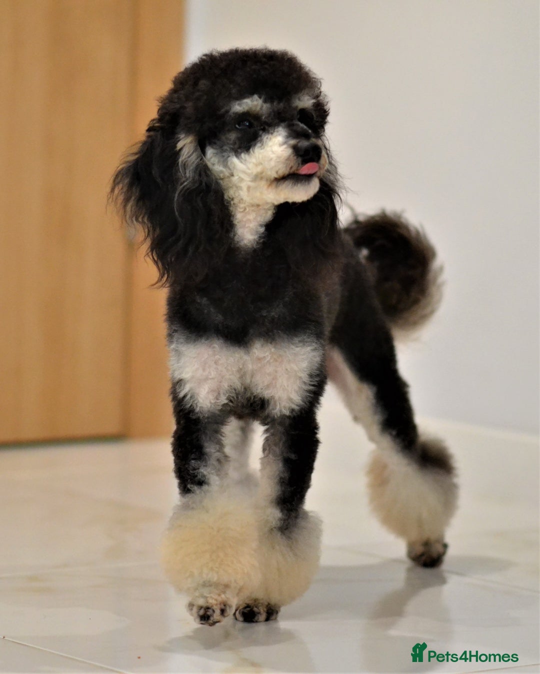 Miniature Poodle dogs for sale: SMALL SIZE MINIATURE PUPPIES RARE COLOUR DNA TEST - Image 30
