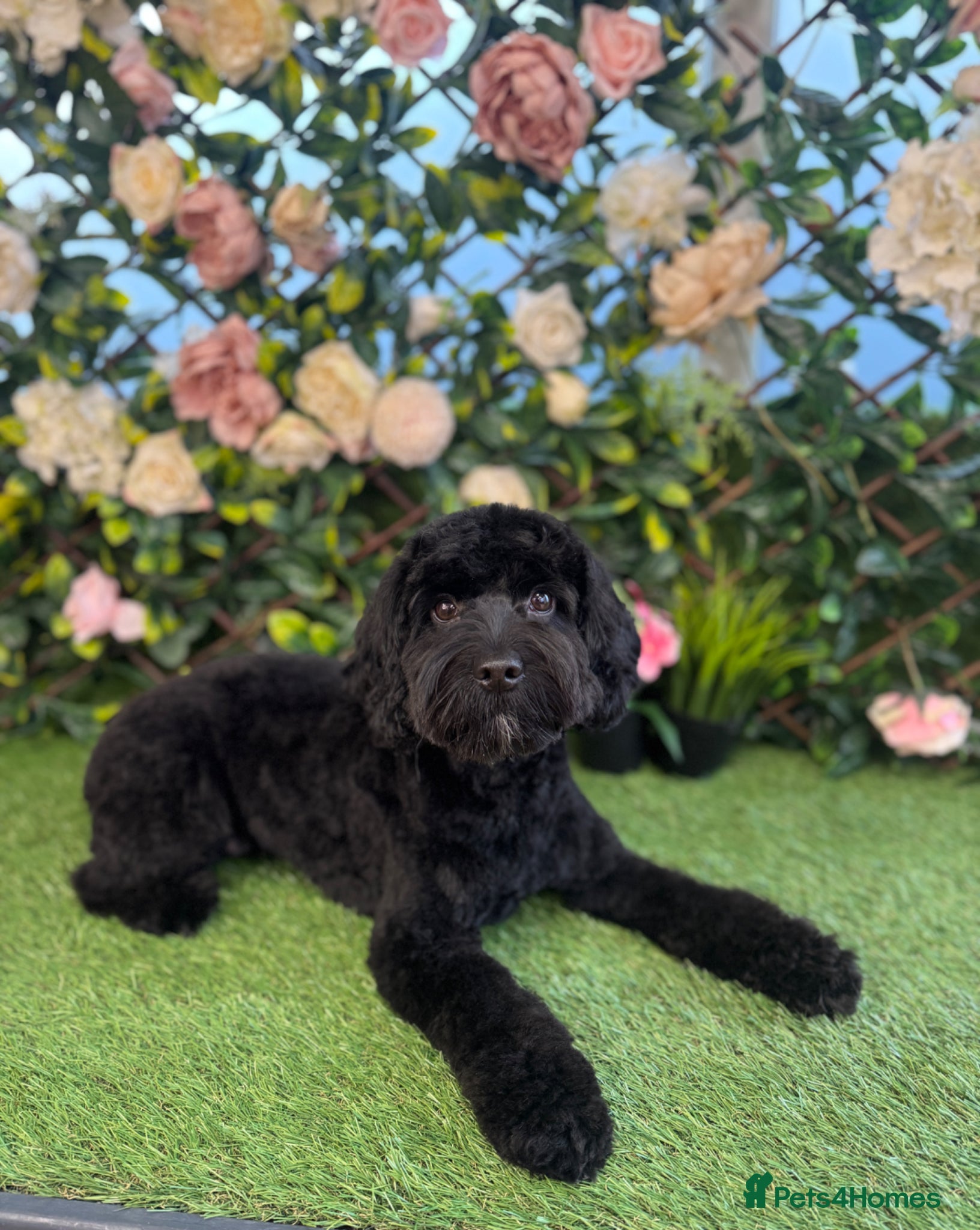 Mixed Breed dogs 4 female cockapoo x Shih Tzu puppies  - Advert 6