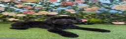 Mixed Breed dogs for sale: 4 female cockapoo x Shih Tzu puppies  - Advert 1