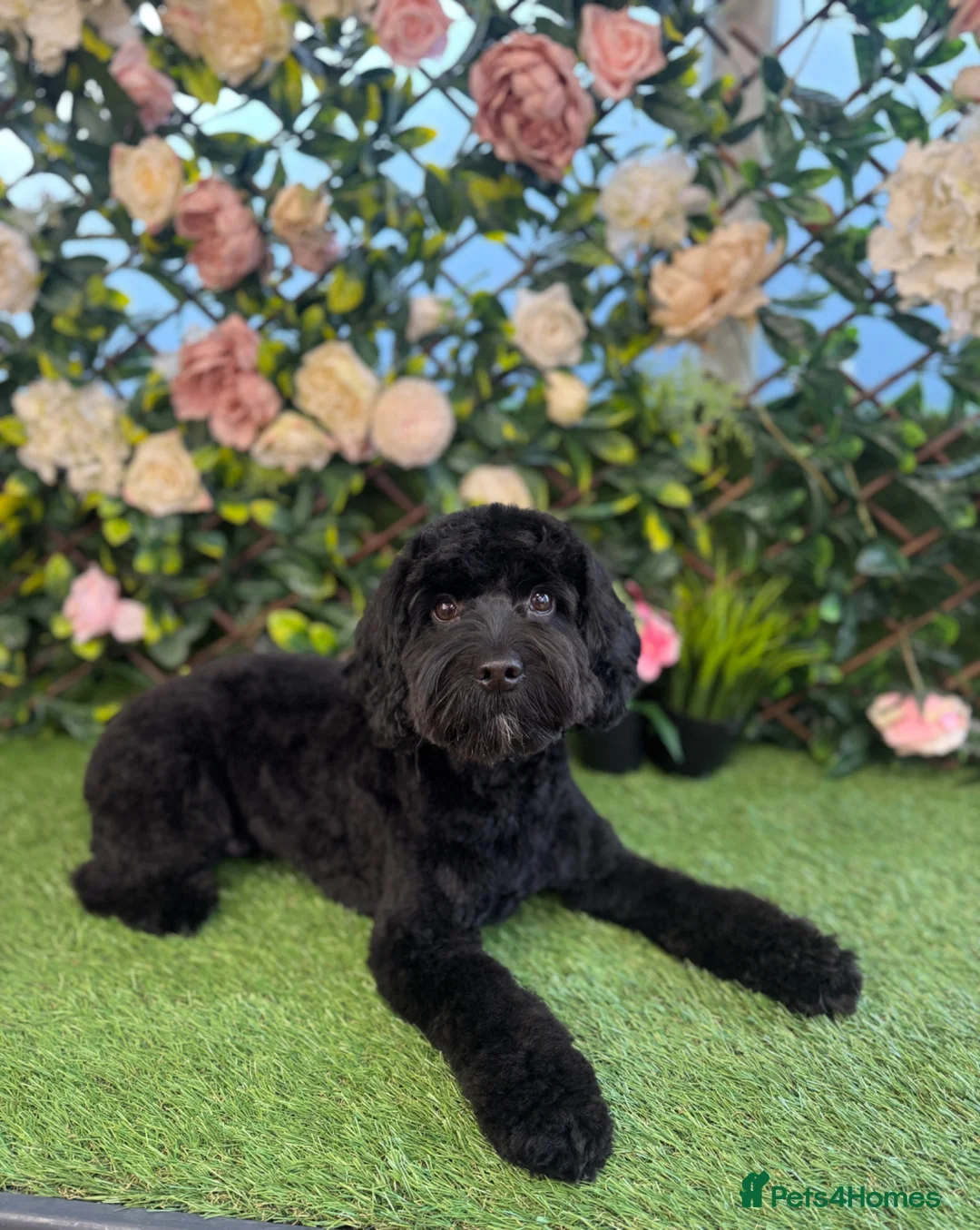 Mixed Breed dogs for sale: 4 female cockapoo x Shih Tzu puppies  - Advert 1