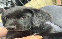 Springador dogs for sale: Last Springador Labrador Puppy ready now in Plymouth - Image 6