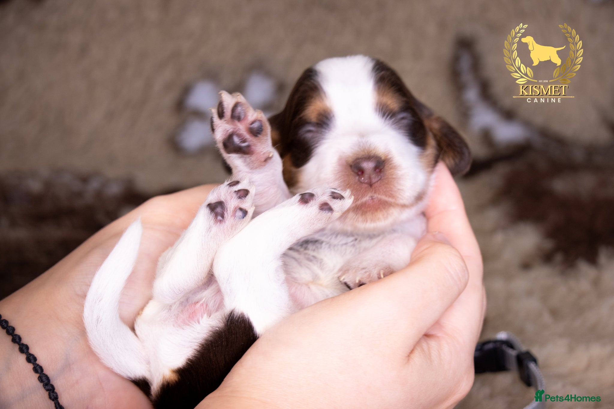Cocker Spaniel dogs TRUE TO TYPE SHOW COCKER SPANIELS - Advert 1