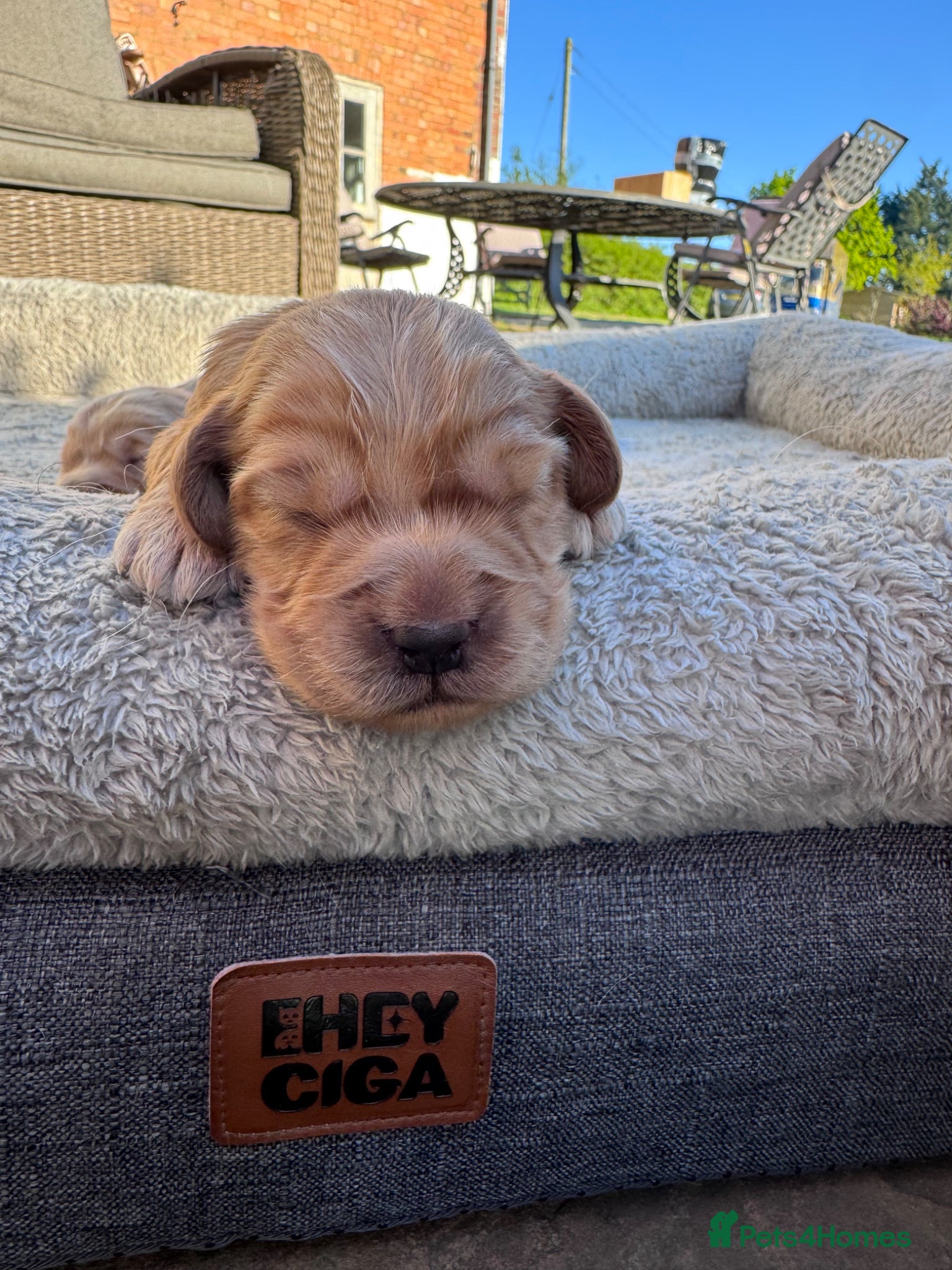 Cockapoo dogs Beautiful  F1 Cockerpoo pups  - Advert 13