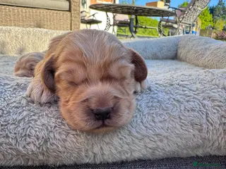 Cockapoo dogs Beautiful F1 Cockerpoo pups - Advert 13