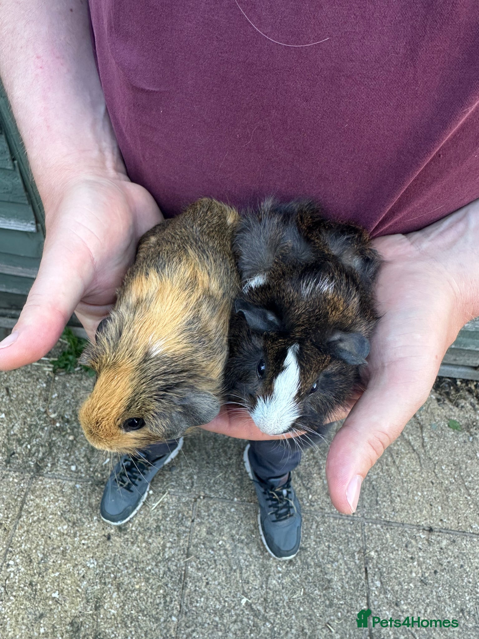 Guinea Pig rodents for sale: Pair of male baby piglets seeking forever homes - Advert 9