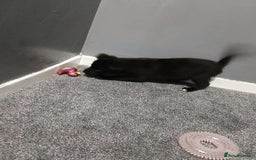 Mixed Breed dogs for sale: German Shepherd x huskita.  - Image 24