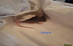 Rat rodents for sale: Little dumbo rats  - Image 3