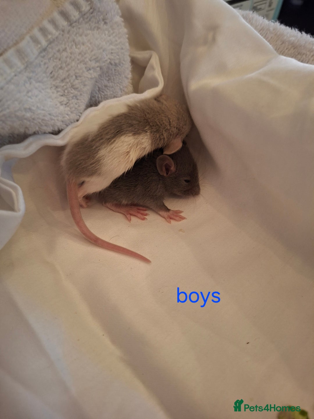 Rat rodents for sale: Little dumbo rats  - Image 3