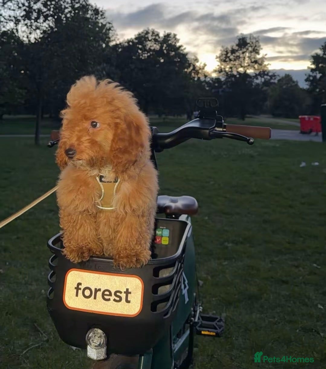 Cavapoochon dogs Beautiful Teddy Bear Cavapoochon Girl – Bijou - Advert 14