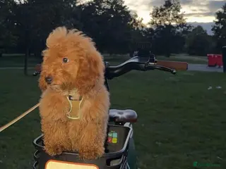 Cavapoochon dogs Beautiful Teddy Bear Cavapoochon Girl – Bijou - Advert 14