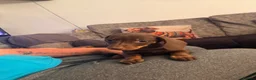 Miniature Dachshund dogs for sale: Smooth haired miniature Daschund babies in Liverpool - Advert 7