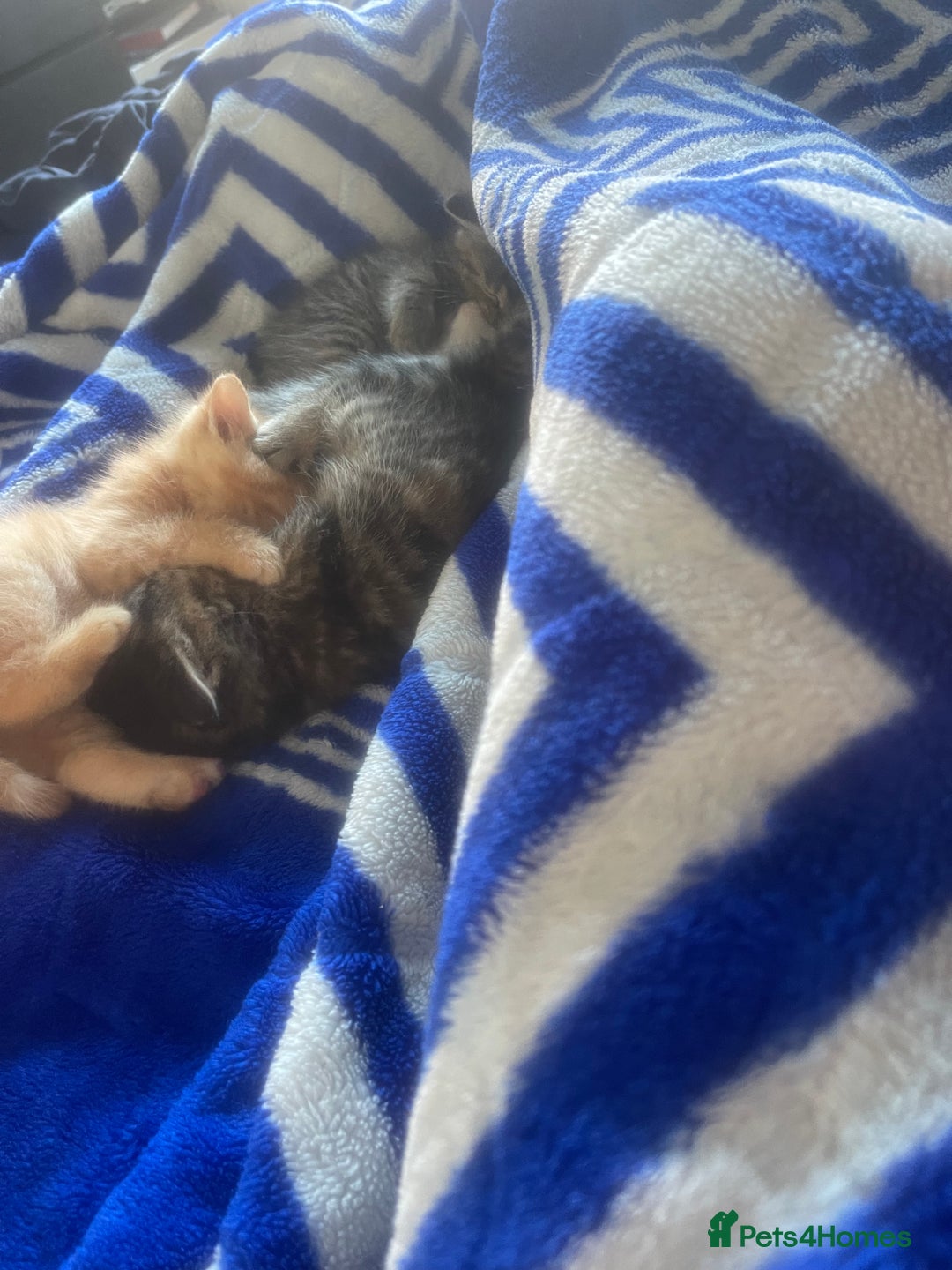 Mixed Breed cats for sale: 5 beautiful kitties  - Advert 3