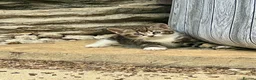 Mixed Breed cats for sale: Three beautiful kittens – two girls and one boy.  - Advert 7