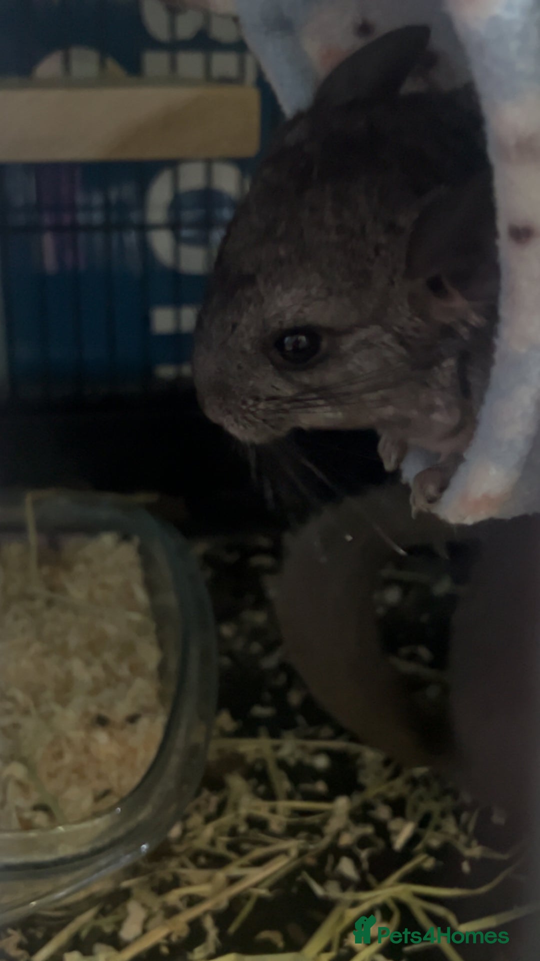 Chinchilla rodents for sale: Baby male chinchilla - Advert 1