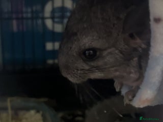 Chinchilla rodents for sale: Baby male chinchilla - Advert 1