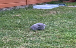 Dwarf Lop rabbits for sale: Cute little rabbits for sale - Image 7