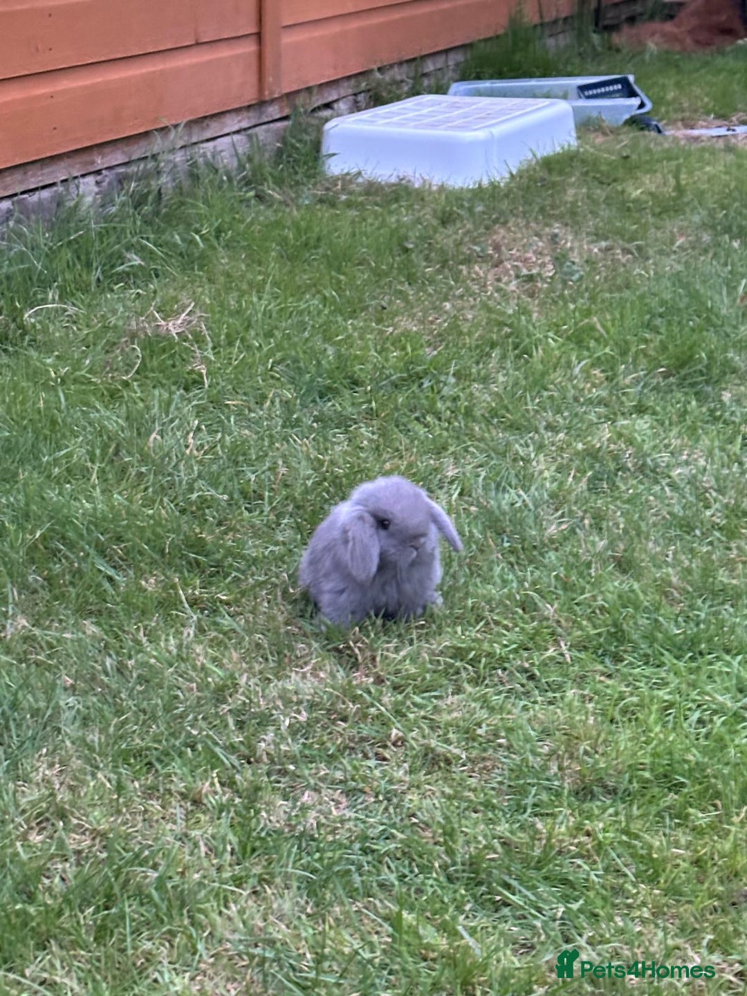 Dwarf Lop rabbits for sale: Cute little rabbits for sale - Image 7