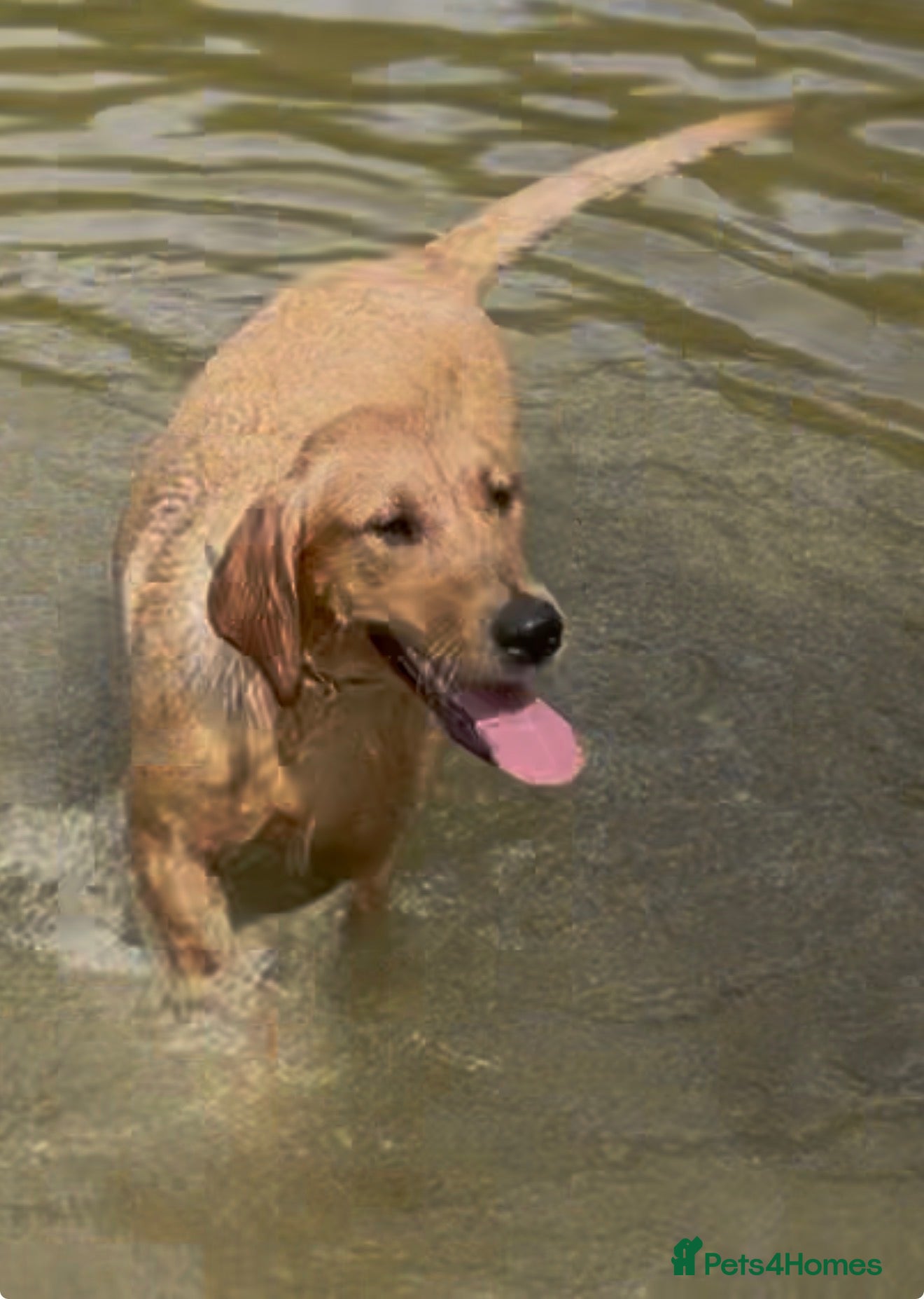 Labrador Retriever dogs Labrador for sale  - Advert 17