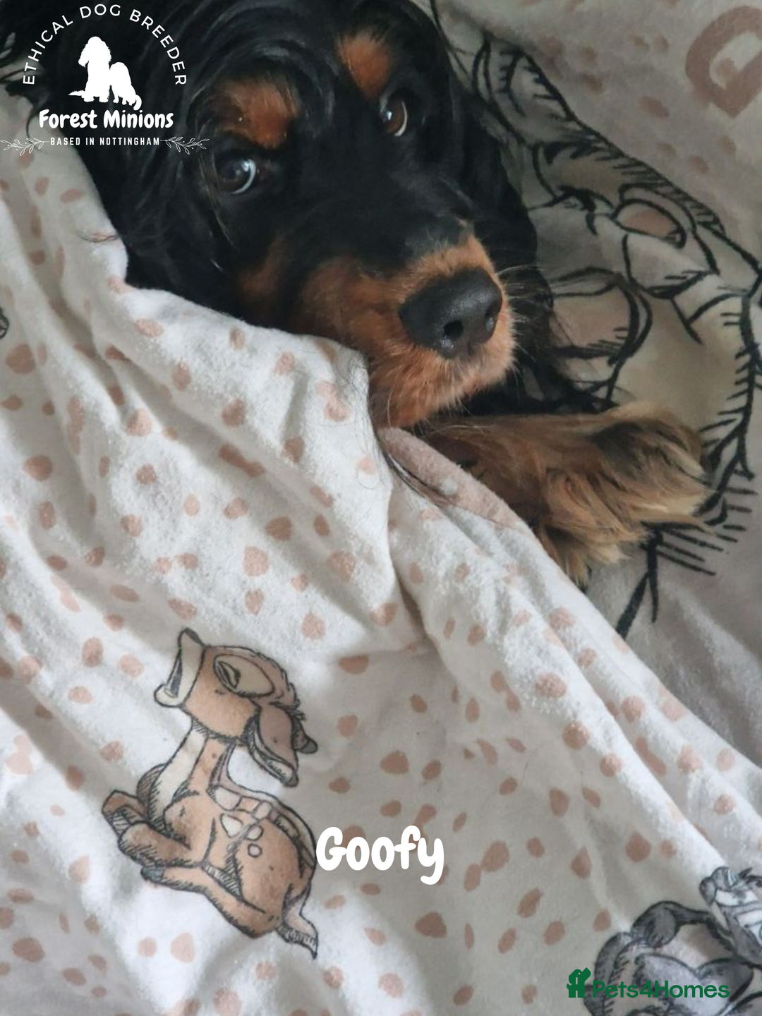 Cocker Spaniel dogs for sale: Beautiful adult English Cocker Spaniel - Advert 3