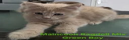 Maine Coon cats for sale: 3/4 Maincoon Ragdoll Mix Kitten Ready for New Home - Advert 6