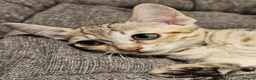 Savannah cats for sale: Stunning F5 SBT Savannah Kittens in Bradford - Advert 7