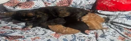 Mixed Breed cats for sale: 5 kittens and the mother to give to a family  - Advert 2