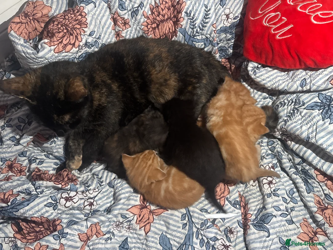 Mixed Breed cats for sale: 5 kittens and the mother to give to a family  - Advert 2