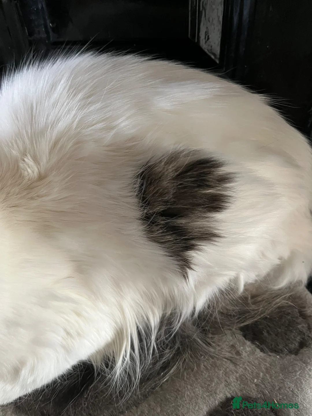 Mixed Breed cats for sale: Male cat  - Advert 7