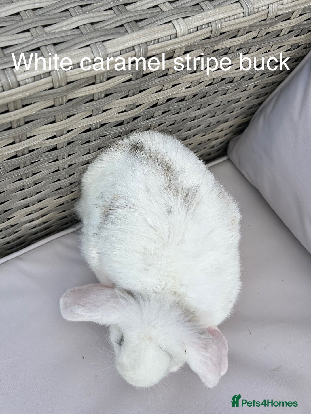 Mini Lop rabbits for sale: Beautiful baby mini lop rabbits  - Image 17
