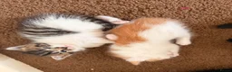 Mixed Breed cats for sale: 5 gorgeous playful little ones  - Advert 6