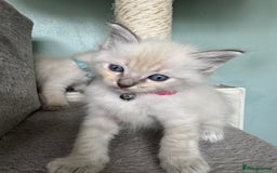 Ragdoll cats for sale: Beautiful Rag doll kittens for sale  - Image 4