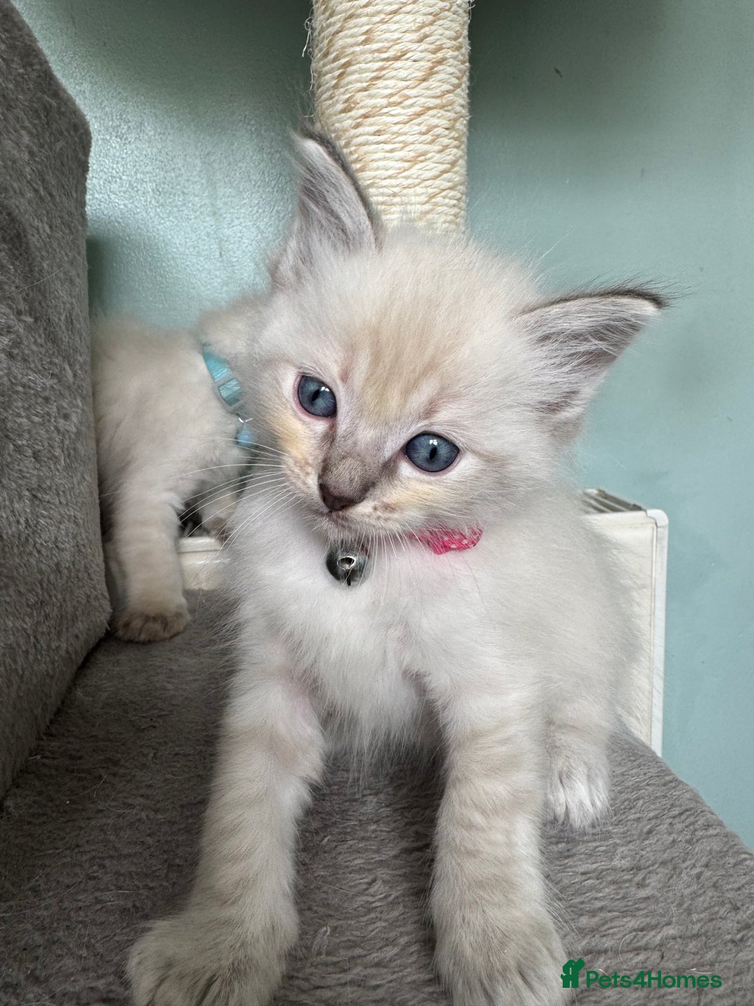 Ragdoll cats for sale: Beautiful Rag doll kittens for sale  - Image 4