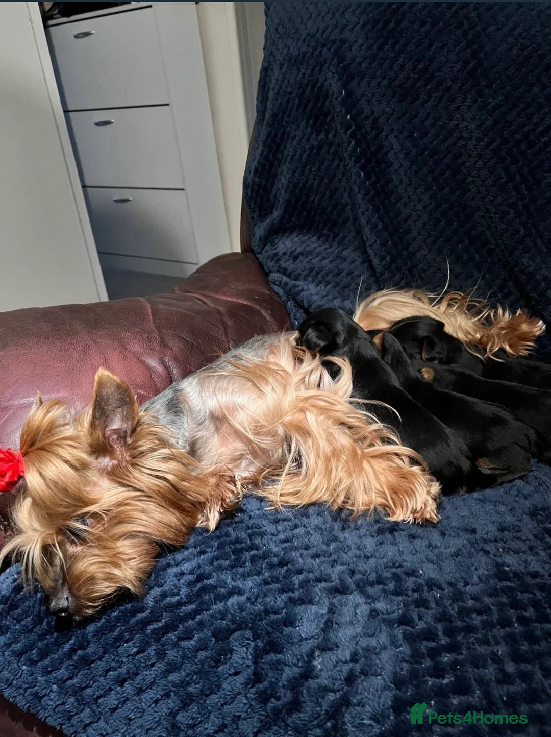 Yorkshire Terrier dogs for sale: Yorkshire terrier  - Advert 8