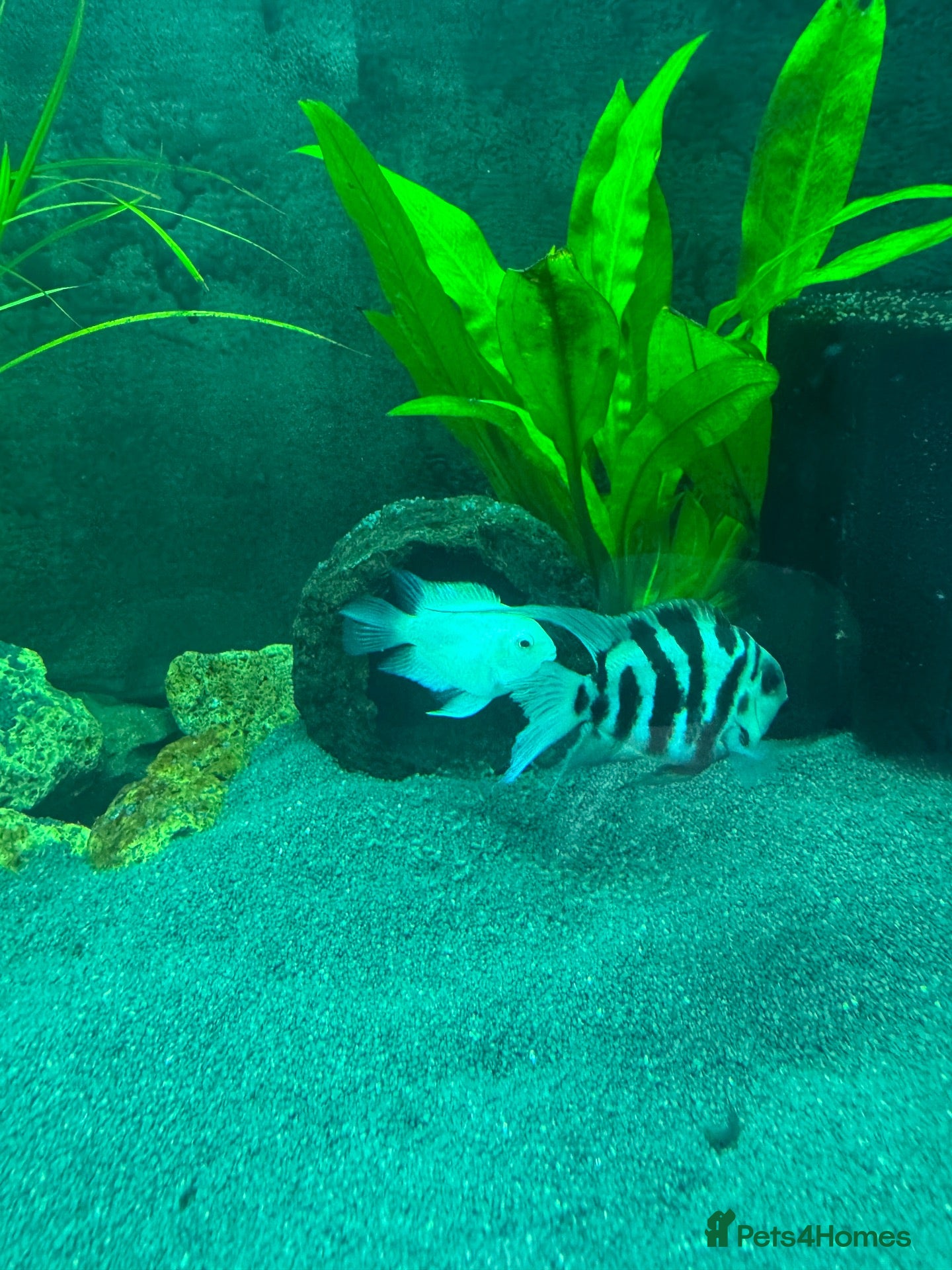 Cichlids fish 🐠 Proven Pair – Polar Blue Parrot Cichlids - Advert 1