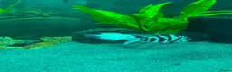 Cichlids fish for sale: 🐠 Proven Pair – Polar Blue Parrot Cichlids in Bridgnorth - Advert 1